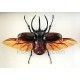 Chalcosoma caucasus belangeri