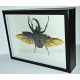 Chalcosoma caucasus belangeri