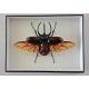 Chalcosoma caucasus belangeri