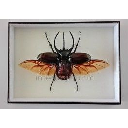 Chalcosoma caucasus belangeri