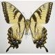 Papilio glaucus