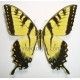 Papilio glaucus