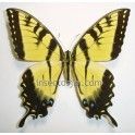 Papilio glaucus