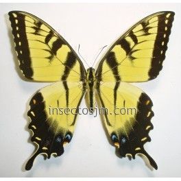 Papilio glaucus