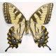 Papilio glaucus