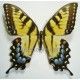 Papilio glaucus