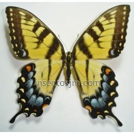 Papilio glaucus