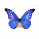 Morpho  cacica paradisiaca (Macho)