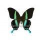 Papilio blumei frustorferi (Macho)