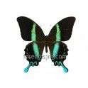 Papilio blumei frustorferi (Macho)
