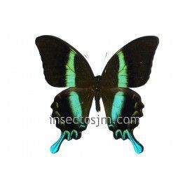 Papilio blumei frustorferi (Macho)
