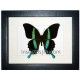 Papilio blumei frustorferi (Macho)