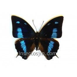 Anaea cyanea  (Macho)