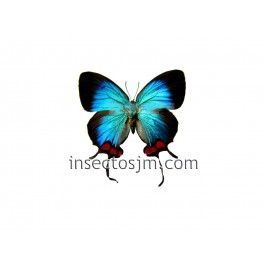 Thecla coronata  - Hembra