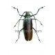 Anomophysis aegrota  (Macho)