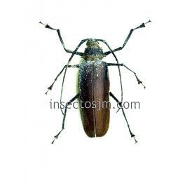 Anomophysis aegrota  (Macho)