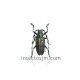 Diastocera wallichi