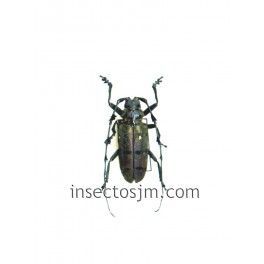 Diastocera wallichi