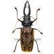 Macrodontia cervicornis