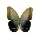 Caligo eurilochus livius (Macho)