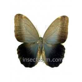 Caligo eurilochus livius (Macho)