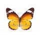 Danaus chrysippus aegyptus (Hembra)
