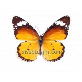 Danaus chrysippus aegyptus (Hembra)