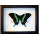 Papilio blumei