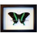 Papilio blumei