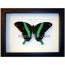 Papilio blumei