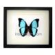 Morpho deidamia ortholemus (Macho) 