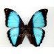 Morpho deidamia ortholemus (Macho) 