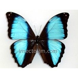 Morpho deidamia ortholemus (Macho) 