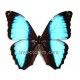 Morpho deidamia ortholemus (Macho) 