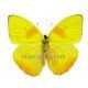 Phoebis philea (Male)