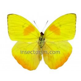 Phoebis philea (Male)