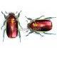 Chrysina aurigans f. roja