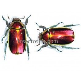 Chrysina aurigans f. roja