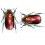 Chrysina aurigans f. roja