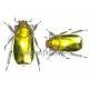 Chrysina aurigans f. dorada (Hembra)