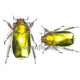 Chrysina aurigans f. dorada (Hembra)