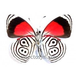 Diaethria eluina
