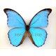 Morpho menelaus nestiria (Macho)