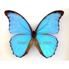 Morpho menelaus nestiria (Macho)