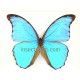 Morpho menelaus nestiria (Macho)