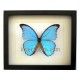 Morpho menelaus nestiria (Macho)