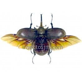 Megasoma elephas