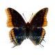 Charaxes jassius