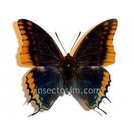 Charaxes jassius