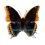 Charaxes jassius